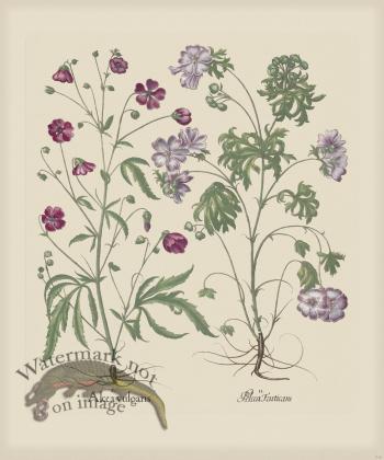 Besler 218 Colored  B2